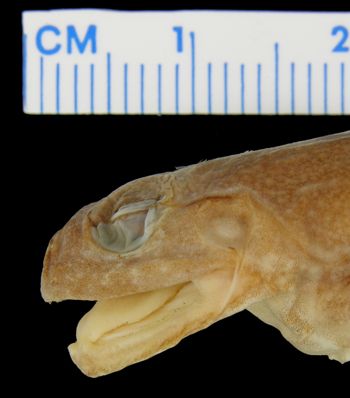 Media type: image; Herpetology A-21785